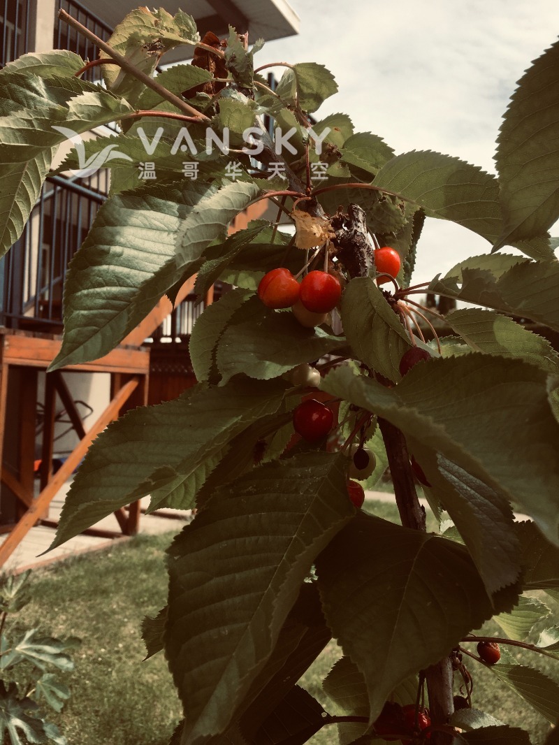 260320164111_cherry with fruit2.jpeg